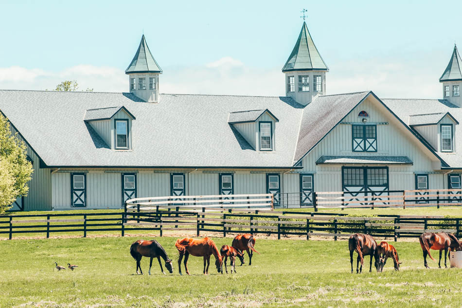 Horses Grazing in a Field in Kentucky