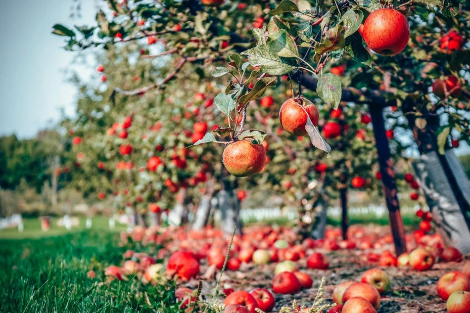 apple trees in apple orchard unsplash