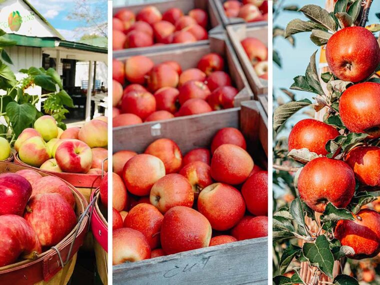 We rounded up the best orchards in Kentucky and Southern Indiana, complete with a map.