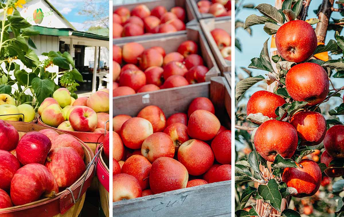 The 7 Best Apple Orchards in Kentucky for 2022 (and Southern Indiana)