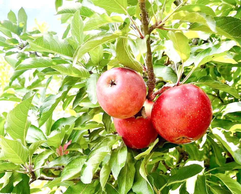 Apples on tree in Haney's Appledale Farm in Nancy KEntucky_-Blog Photo-2