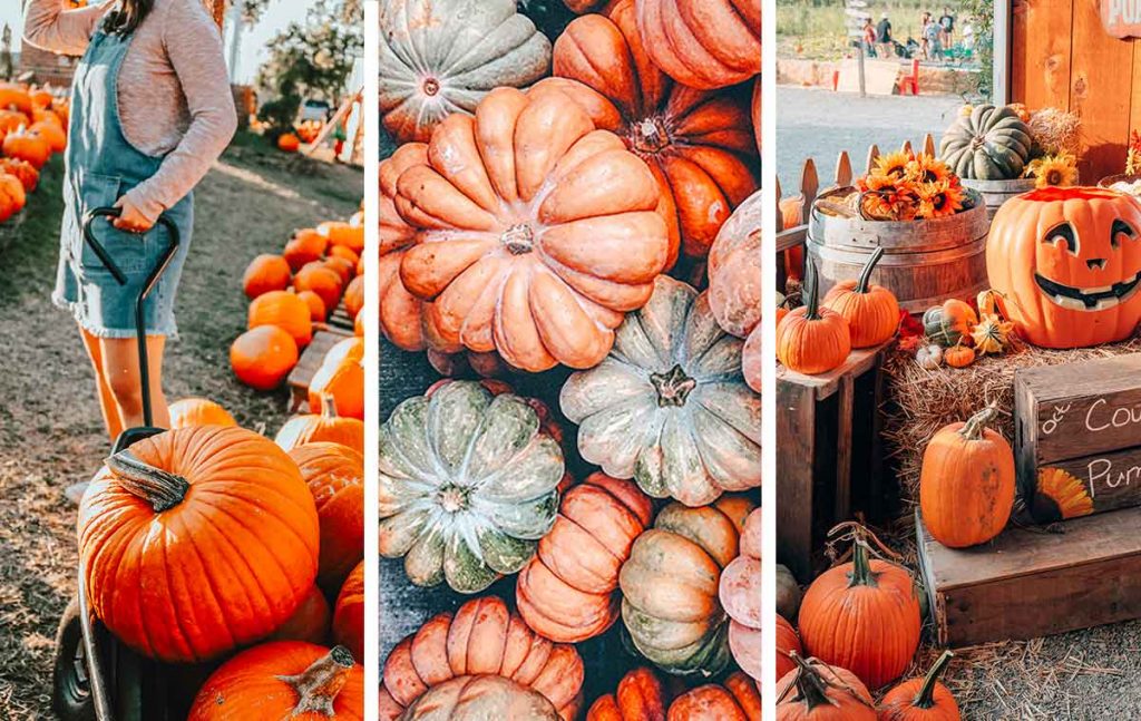 The ultimate guide to the best pumpkin patches in Kentucky, organized by region and proximity to Louisville, Lexington, and Cincinnati! Plus an interactive map.