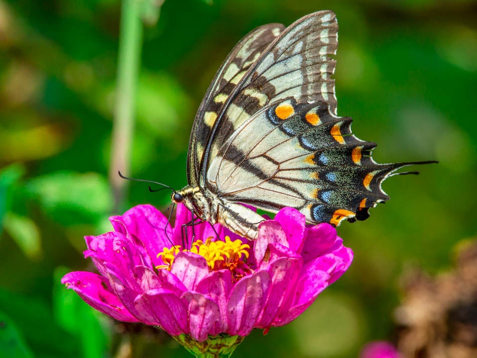 Swallowtail butterfly on a zinnia at a u-pick flower farm in Kentucky
