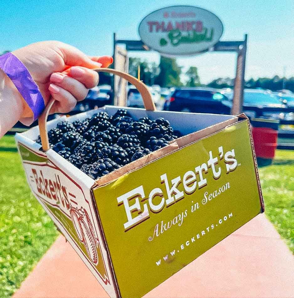 Picking blackberries from Eckert's Orchard