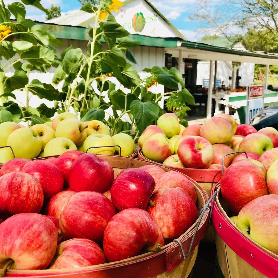 Basket of apples at Mcglasson Farms, an apple orchard in Hebron Kentucky