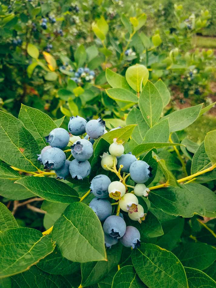 Picking blueberries at Bryant's Blueberries in southern Indiana