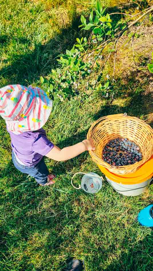 Toddler picking blueberries at Bryant's Blueberries in southern Indiana