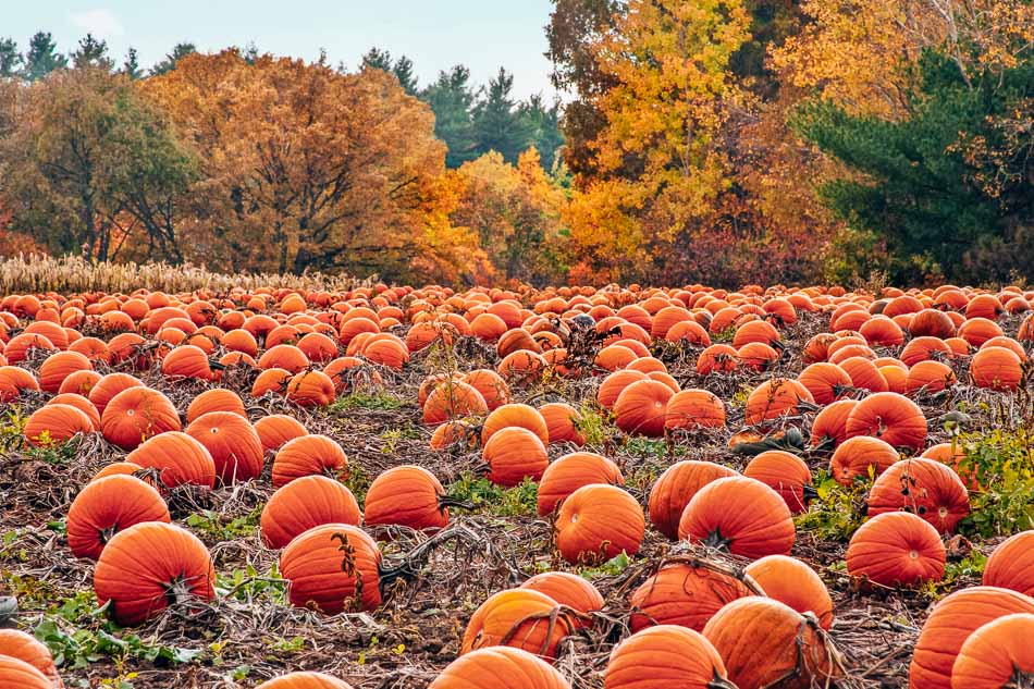 The best pumpkin patches in Kentucky!