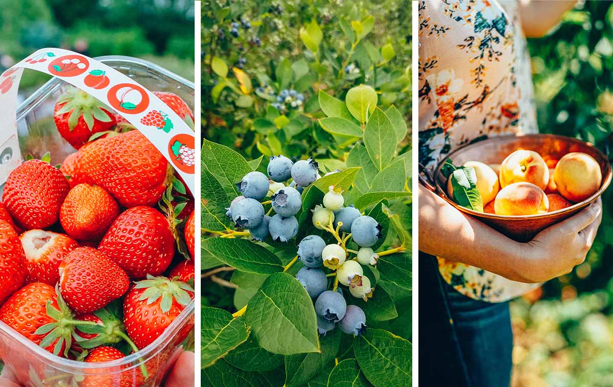 Complete guide to the best u-pick farms in Kentucky (and southern Indiana) from spring flowers to summer berries and fall apple orchards & pumpkin picking!