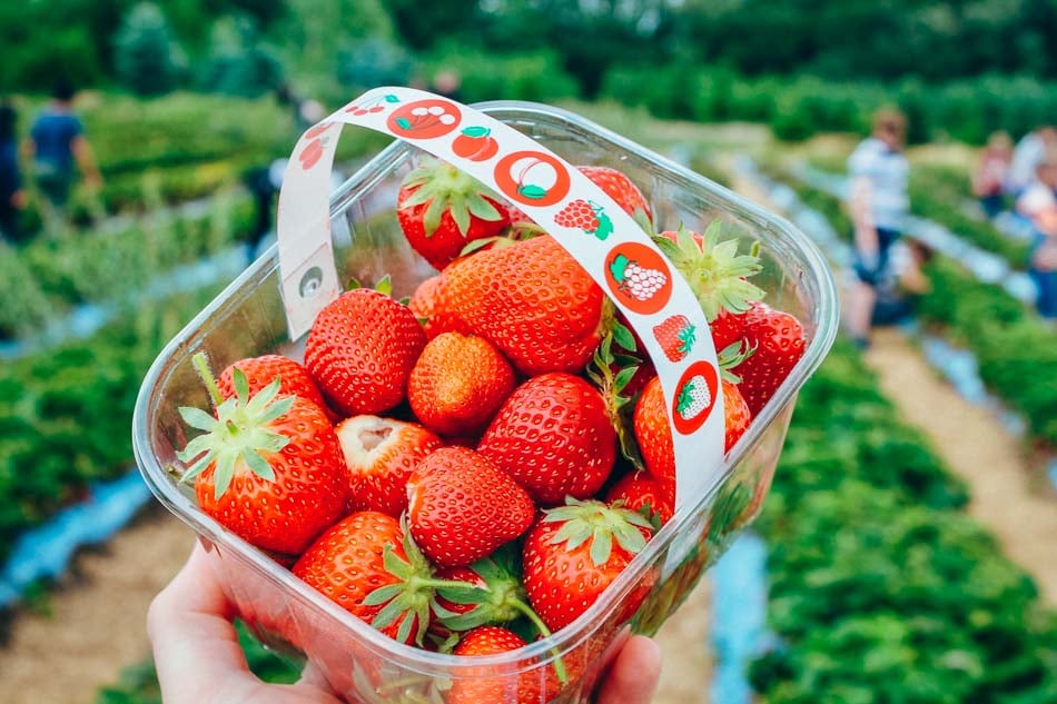 U-Pick strawberries at a farm in Kentucky
