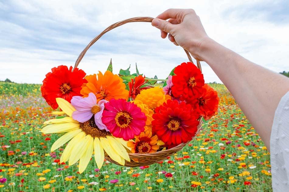 U Pick Zinnias and Sunflowers Flower farm in Kentucky