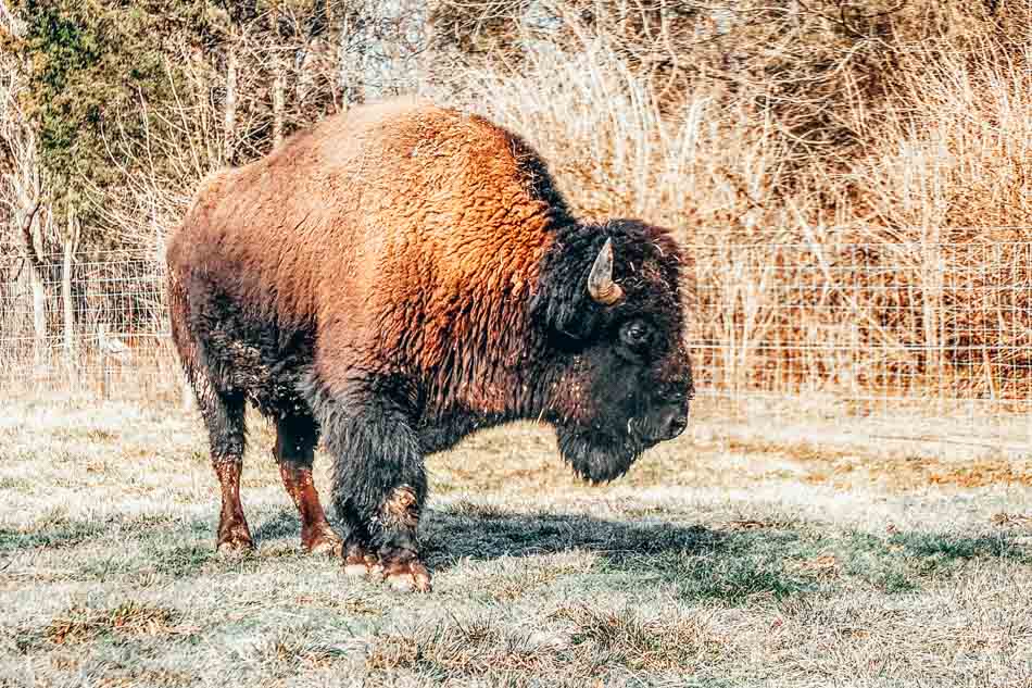 bison at big bone lick state park in florence ky