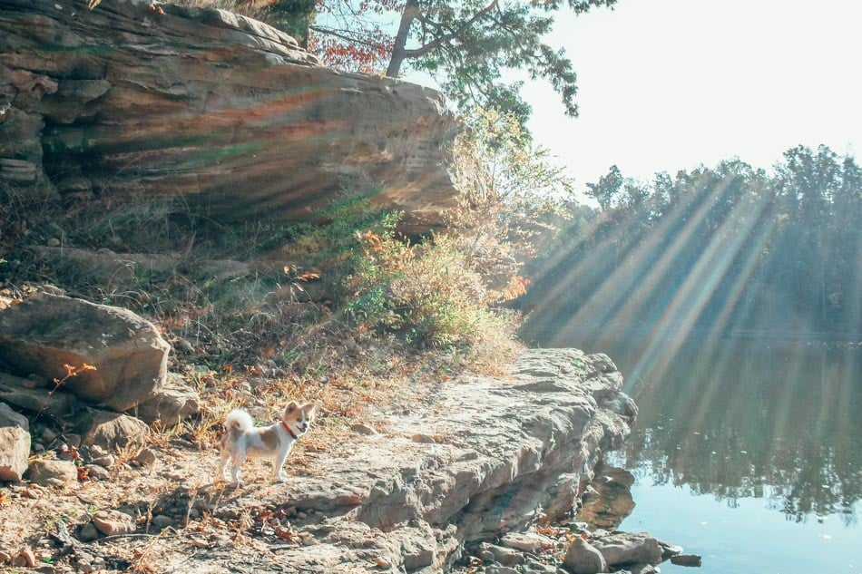 dog by laurel river lake in kentucky