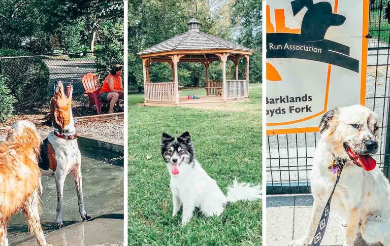 The 9 Best Dog Parks in Louisville, Kentucky (& 2 Dog Park Bars)