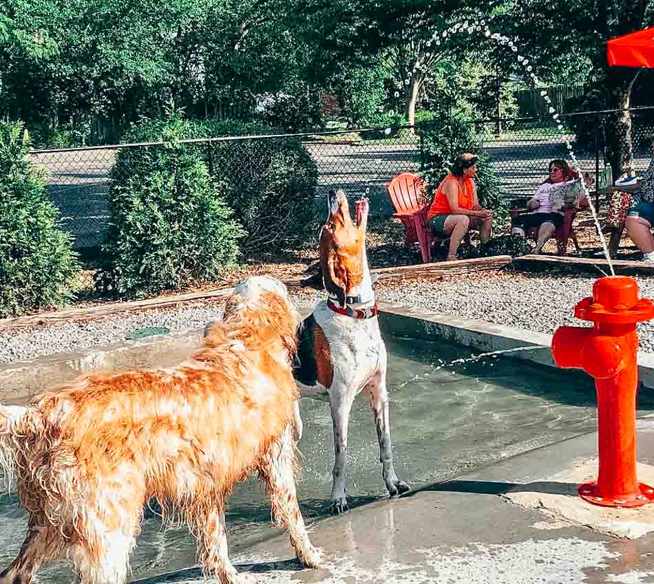 9 Dog Parks in Louisville, Kentucky - Let's Go Louisville