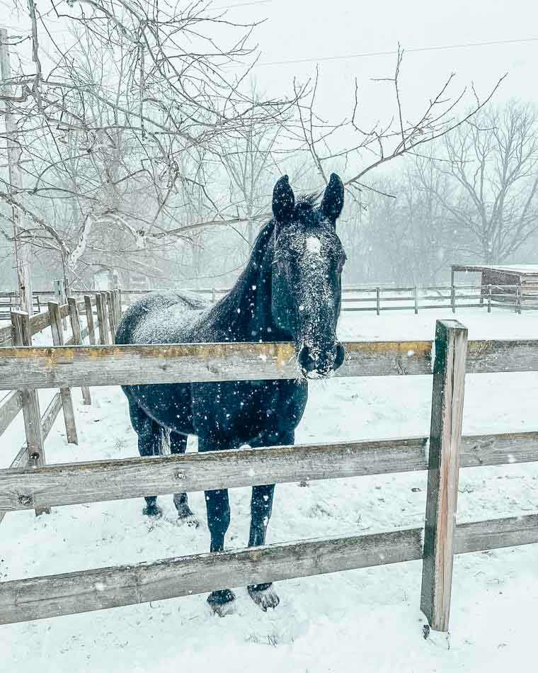 horse in the snow at natural valley ranch in brownsburg indiana