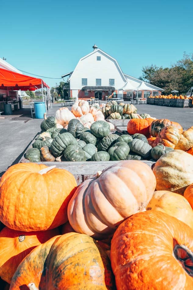 pumpkins at hubers farm in starlight indiana